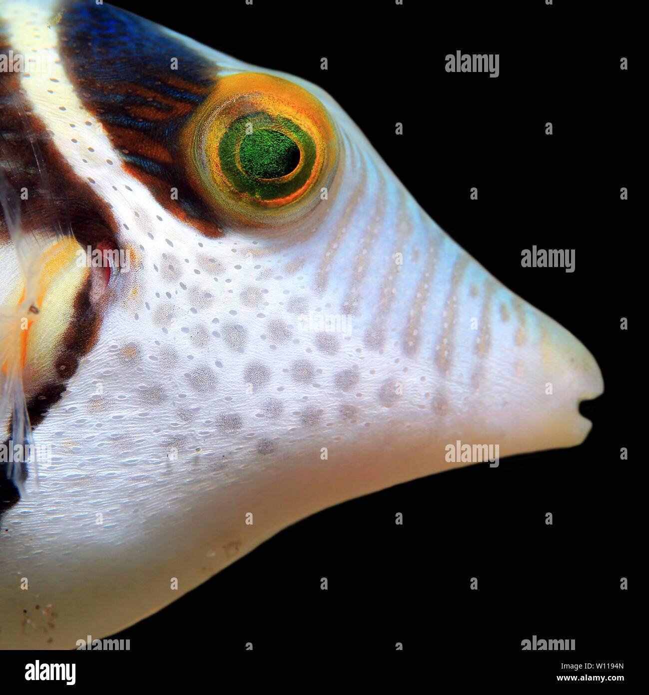 Close-up di un Black-sellati Toby (Canthigaster Valentini, aka Valentinnis Sharpnose Pufferfish, Valentinnis Sharpnose Puffer, Valentino Pufferfish, va Foto Stock