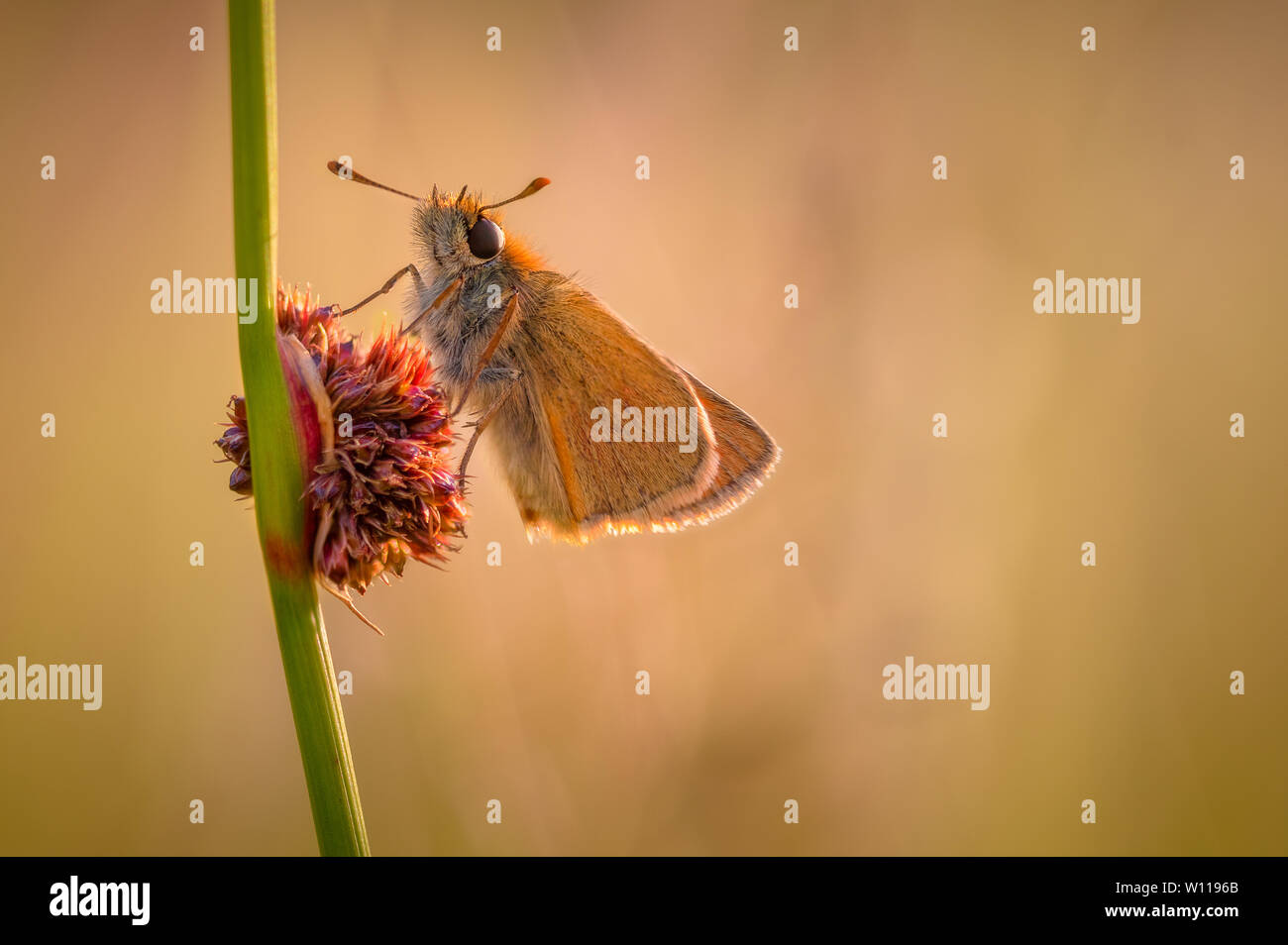 Piccola Skipper Butterfly (Thymelicus sylvestris) sul fiore di un Compact Rush (Juncus conglomeratus) durante un tramonto estivo Foto Stock