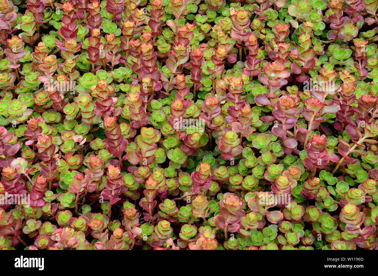 Sedum spurium stonecrop fiori draghi sangue Foto Stock
