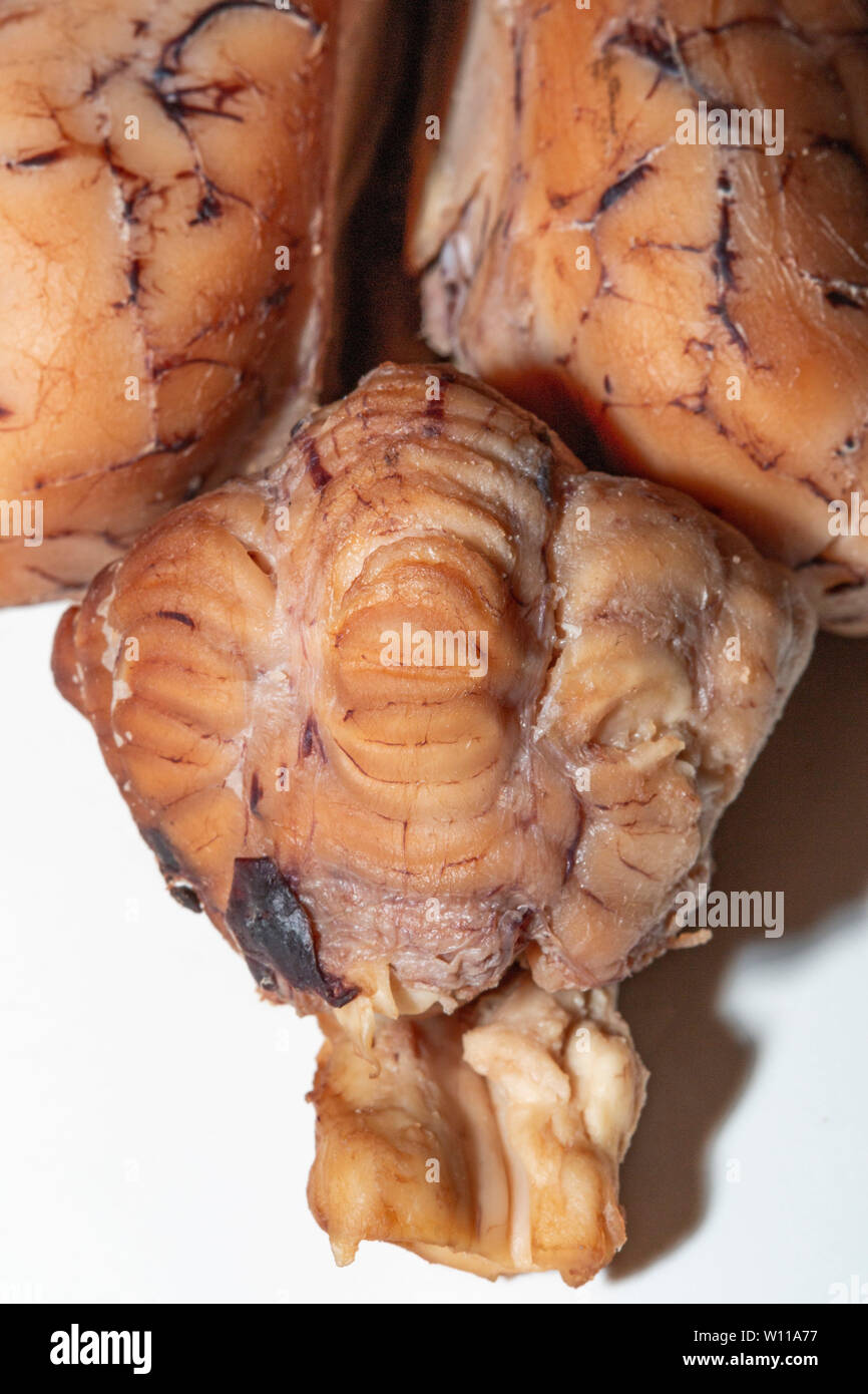 Close up di un cervello di pecora che mostra una chiusura dello stelo cerebrale Foto Stock