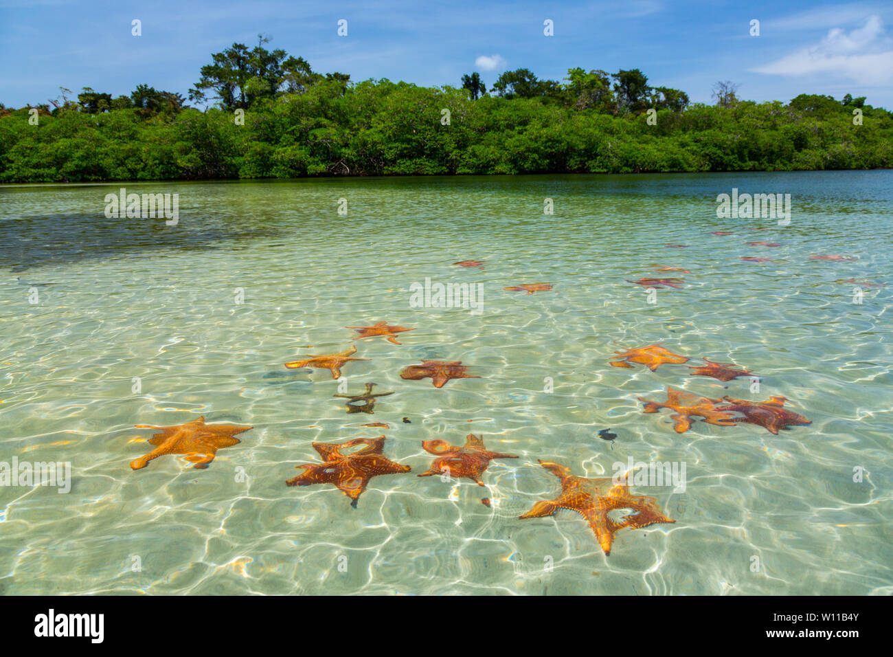 Starfish Beach, Colon Isola, Bocas del Toro, arcipelago di Bocas del Toro Provincia, Panama, America Centrale, America Foto Stock