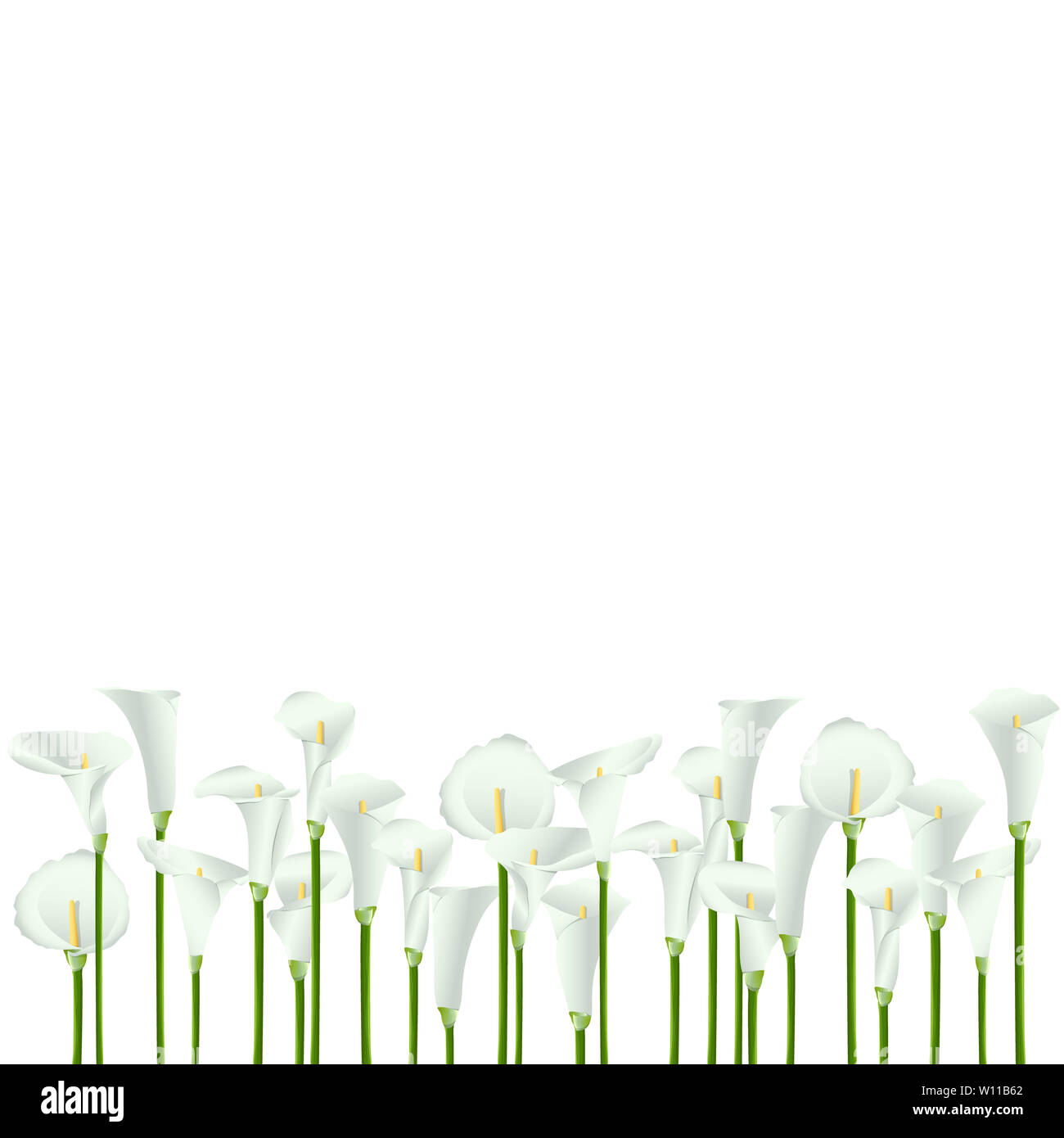 Un sacco di bianco Calla fiori su uno sfondo bianco. Sfondo. Foto Stock