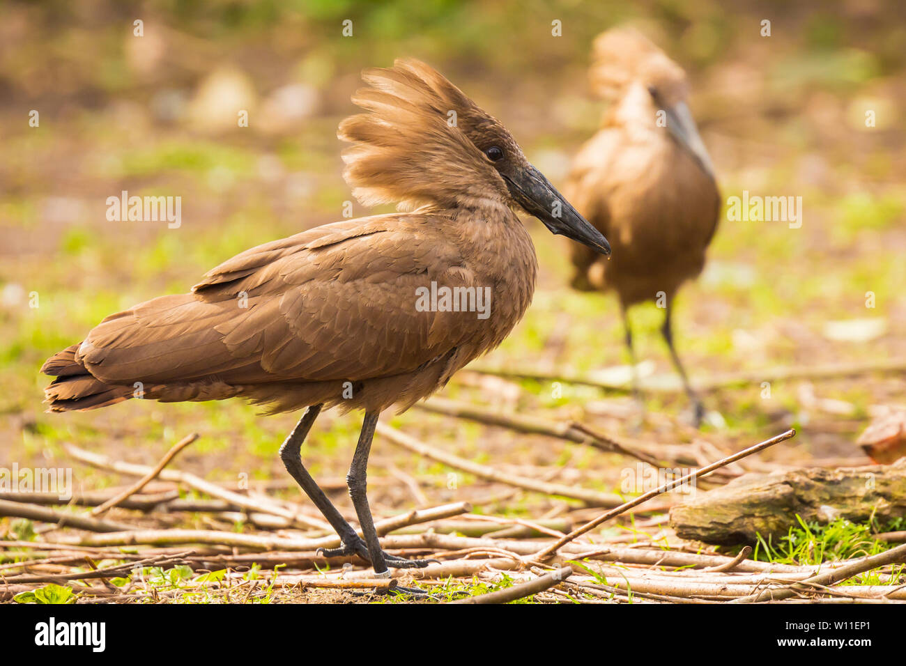 Hamerkop Scopus umbretta è un marrone di medie dimensioni waterbird con lunghi billin. Africa a sud del Sahara Foto Stock