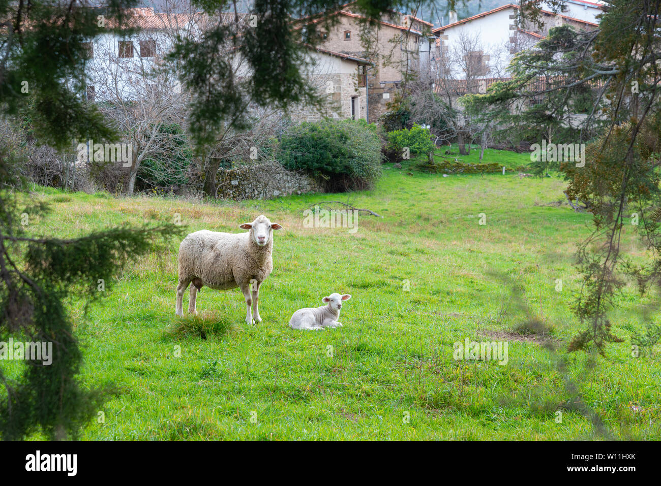 Pecora madre con bambino agnello in un campo in primavera Foto Stock