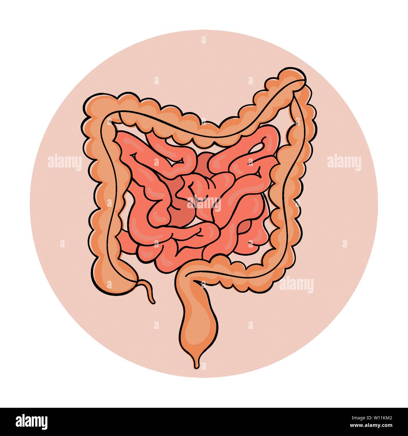 Intestini di schema di medicina anatomia Handdraw umano illustrazione vettoriale Illustrazione Vettoriale