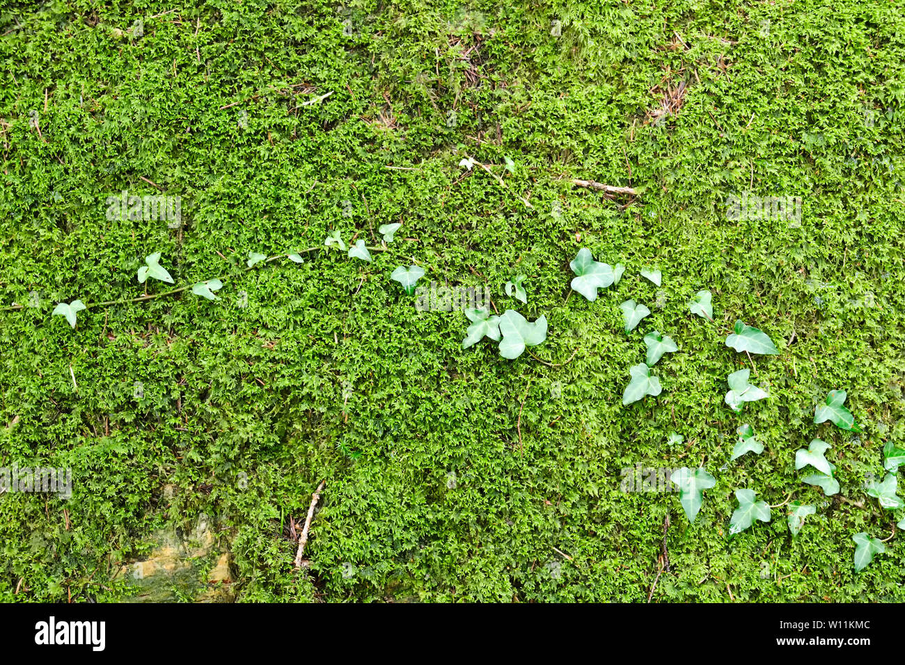 Lo sfondo da muschio verde su un vecchio muro di pietra Foto Stock