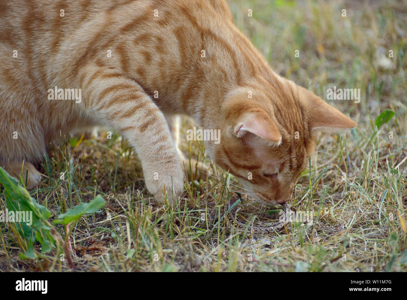 Lo zenzero cat sull'erba giocando con una lucertola Foto Stock