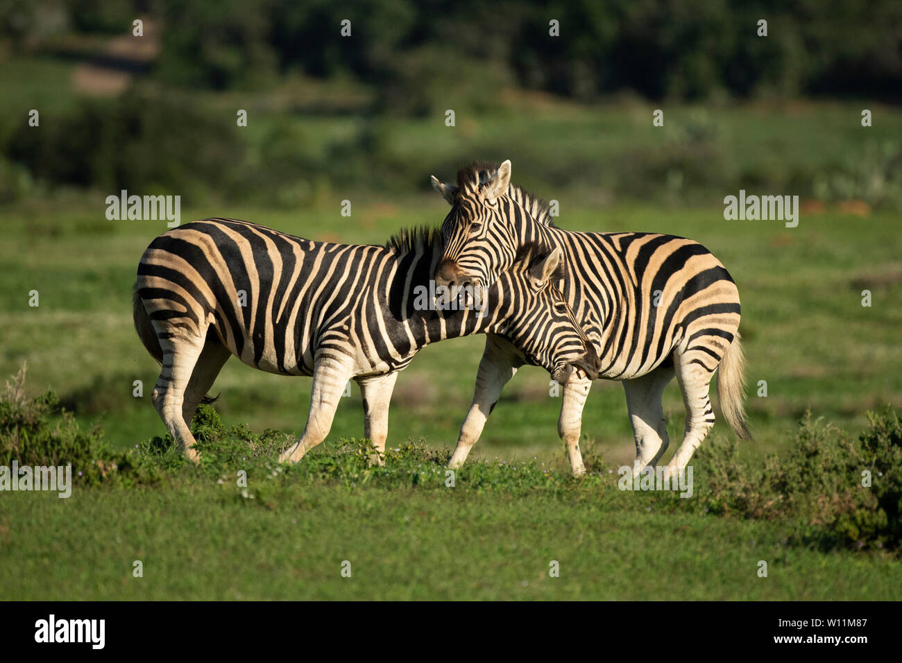 La Burchell zebras combattimenti, Equus burchellii, Kariega Game Reserve, Sud Africa Foto Stock