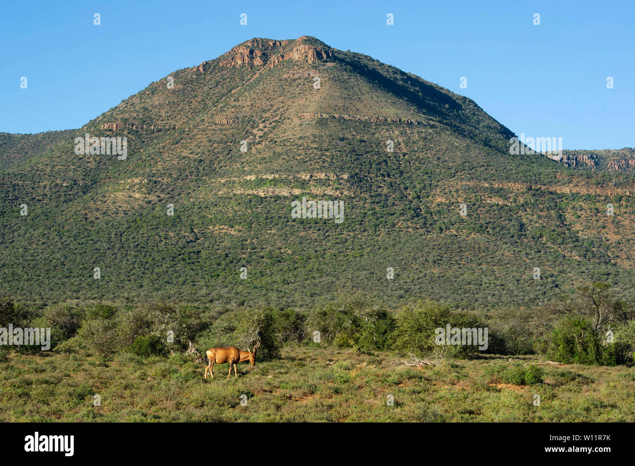 Rosso, hartebeest Alcelaphus caama, Samara Game Reserve, Sud Africa Foto Stock