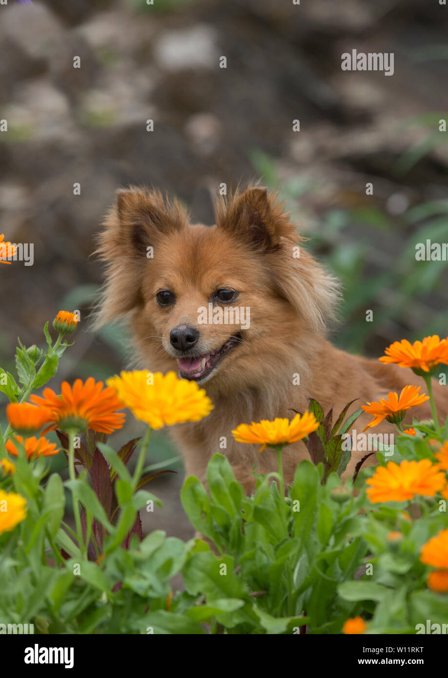 Cane di Pomerania in fiori Foto Stock