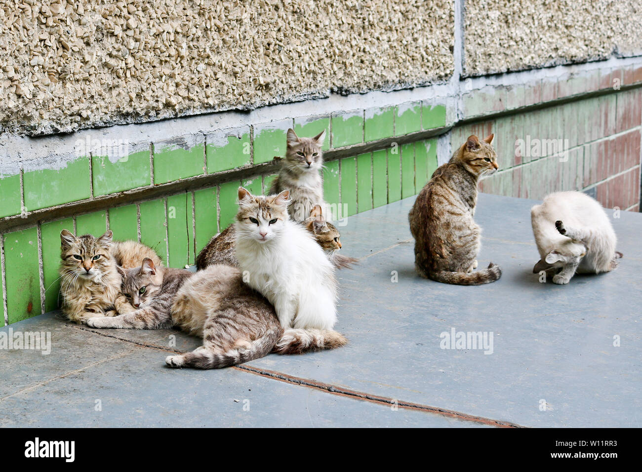 Street senzatetto gatti sono raccolti dalla società e sono impegnati nei loro affari cat. Famiglia amichevole. Foto Stock