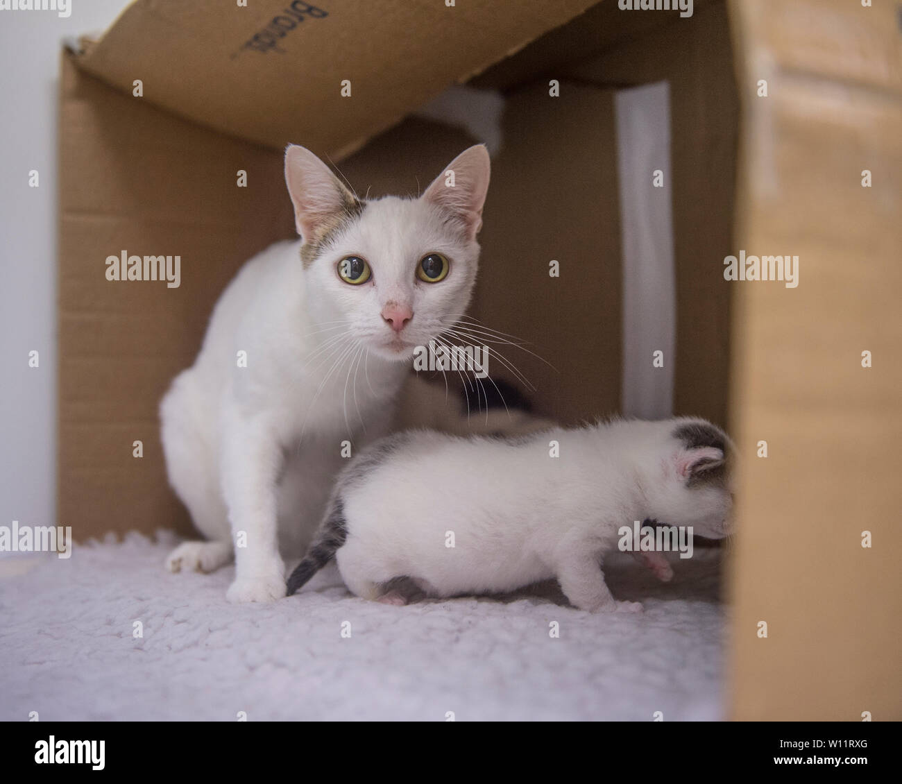 Gatto e gattino in una scatola Foto Stock