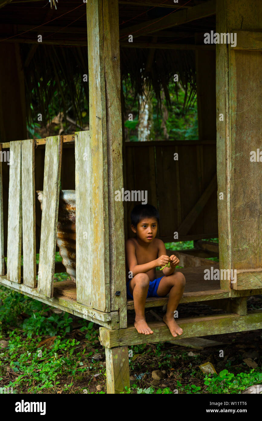 Oreba cacao biologico, Oeste Arriba River, Ngabe gruppo etnico, Bocas del Toro Provincia, Panama, America Centrale, America Foto Stock