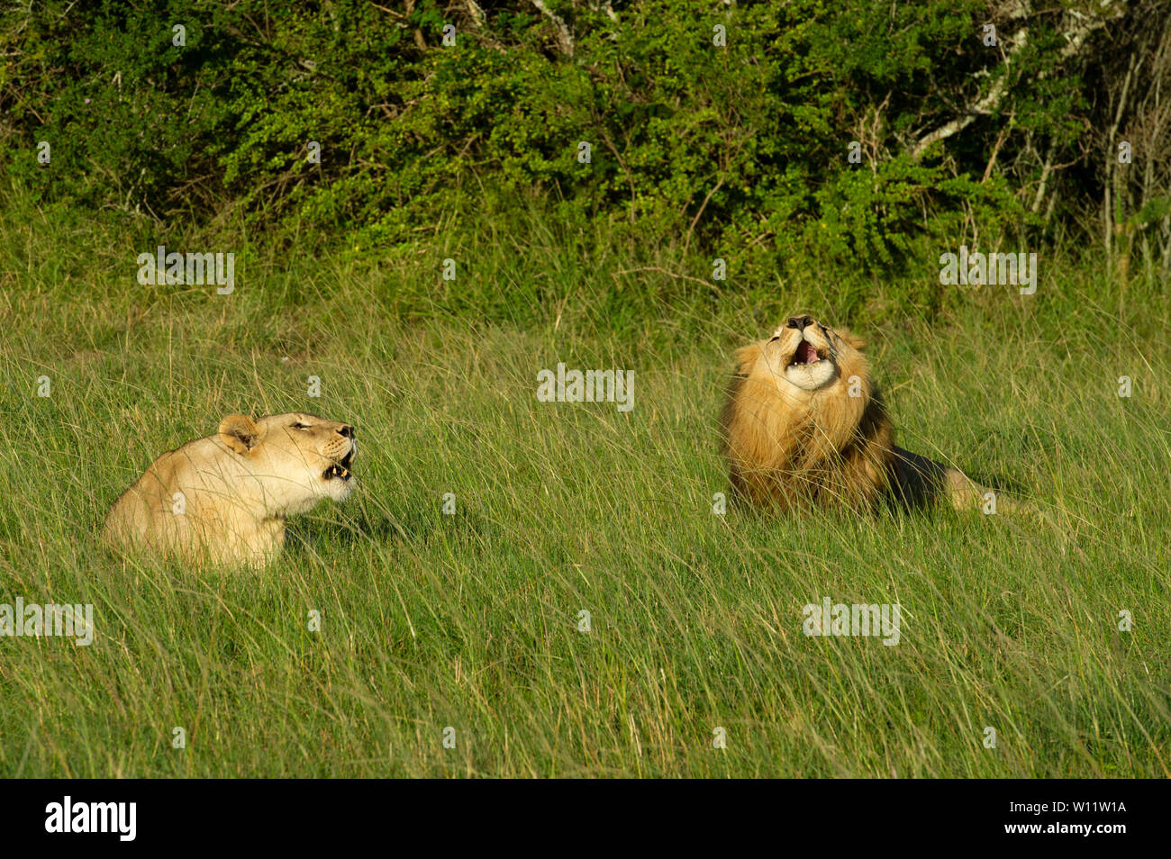 Leoni ruggenti Panthero, Leo, Sibuya Game Reserve, Sud Africa Foto Stock