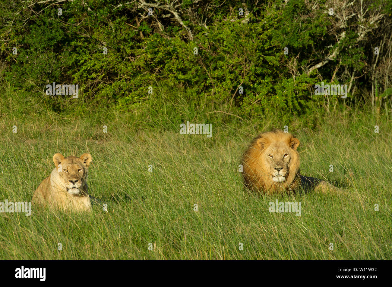 Lions e Leo Panthero, Sibuya Game Reserve, Sud Africa Foto Stock