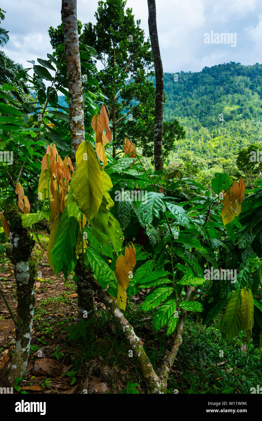 Albero di cacao, Oreba cacao biologico, Oeste Arriba River, Ngabe gruppo etnico, Bocas del Toro Provincia, Panama, America Centrale, America Foto Stock