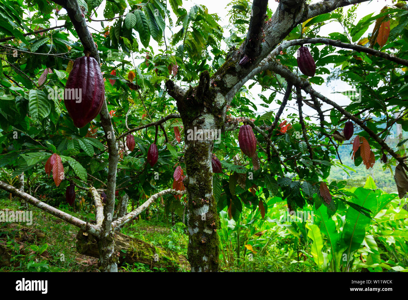 Albero di cacao, Oreba cacao biologico, Oeste Arriba River, Ngabe gruppo etnico, Bocas del Toro Provincia, Panama, America Centrale, America Foto Stock