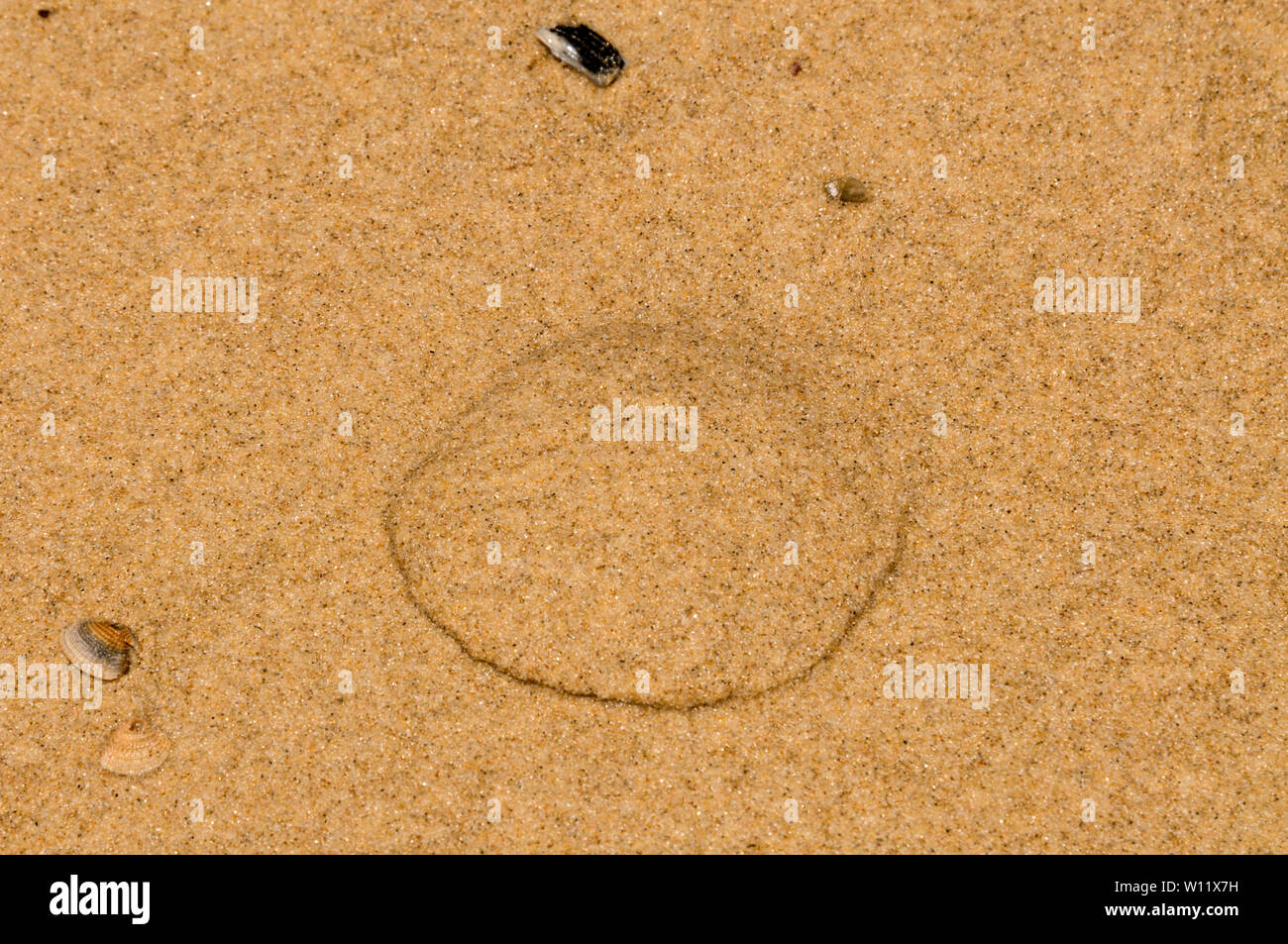 Un racconto-tel segno di una cozza sepolto nella sabbia. È scavato e utilizzato come esca per la pesca lungo la 75 miglia di spiaggia su Fraser Island, Queensland,Austral Foto Stock