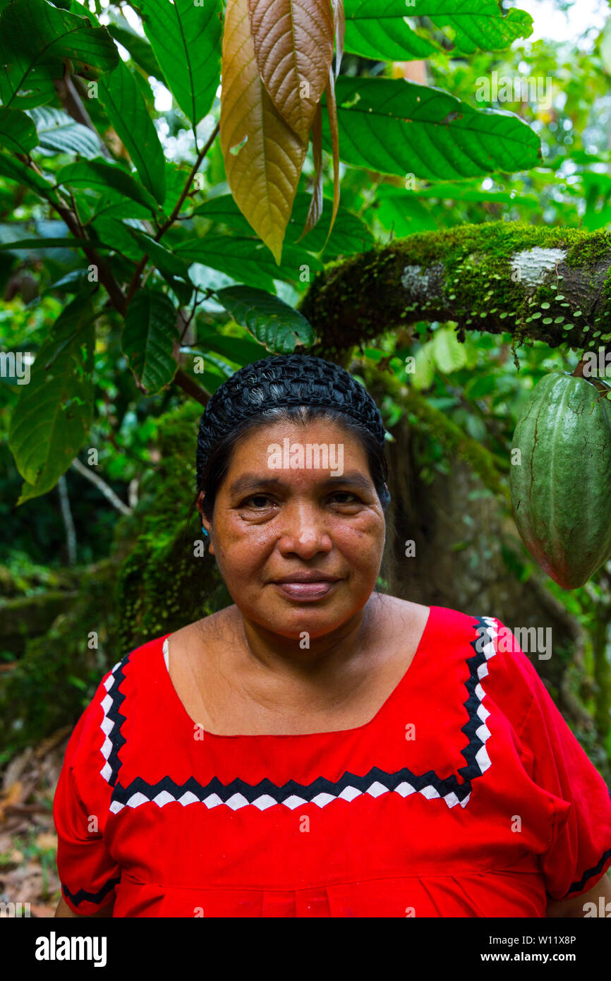 Oreba cacao biologico, Oeste Arriba River, Ngabe gruppo etnico, Bocas del Toro Provincia, Panama, America Centrale, America Foto Stock