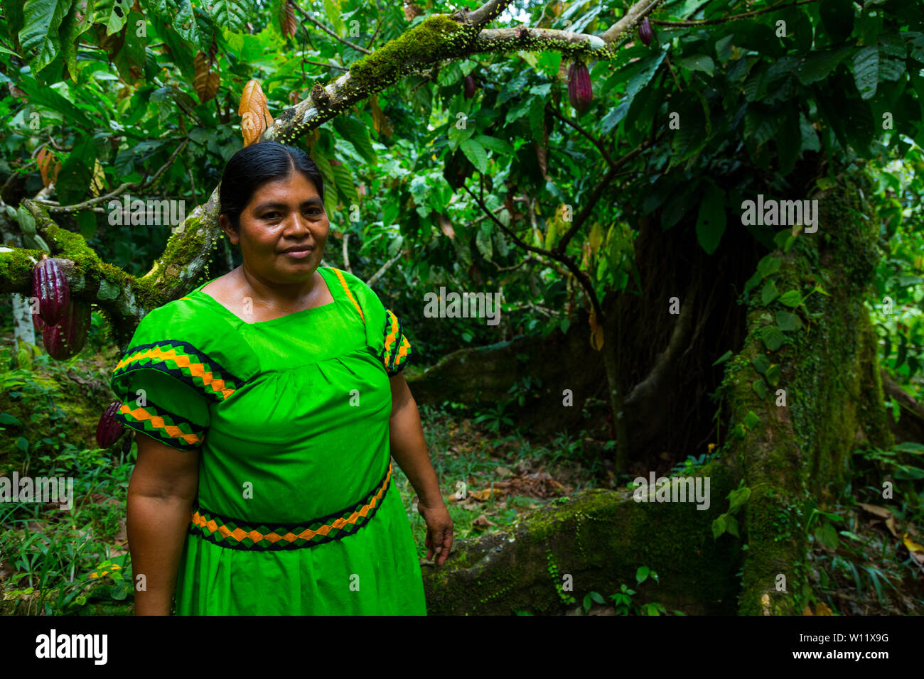 Oreba cacao biologico, Oeste Arriba River, Ngabe gruppo etnico, Bocas del Toro Provincia, Panama, America Centrale, America Foto Stock