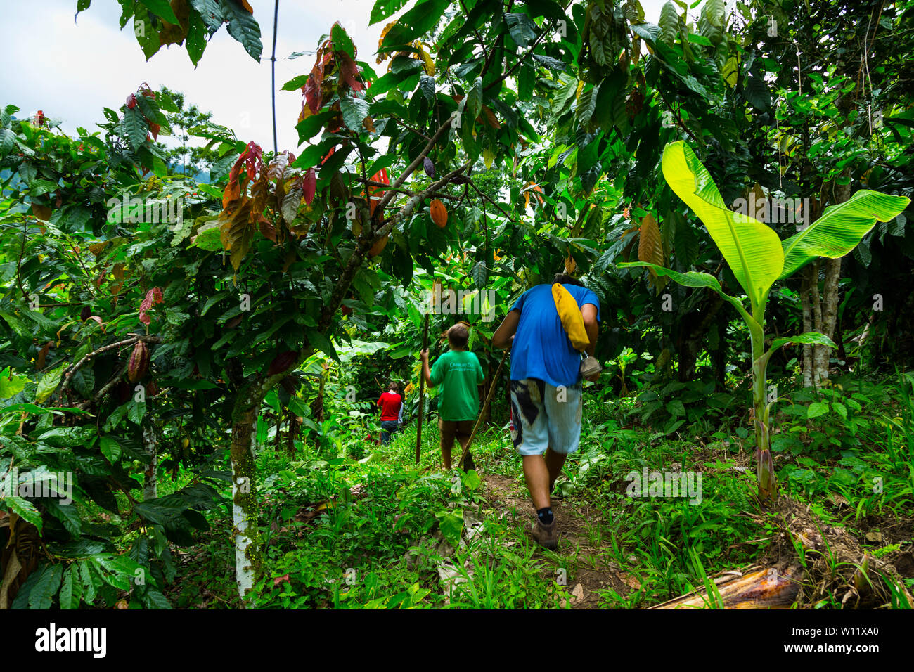 Oreba cacao biologico, Oeste Arriba River, Ngabe gruppo etnico, Bocas del Toro Provincia, Panama, America Centrale, America Foto Stock