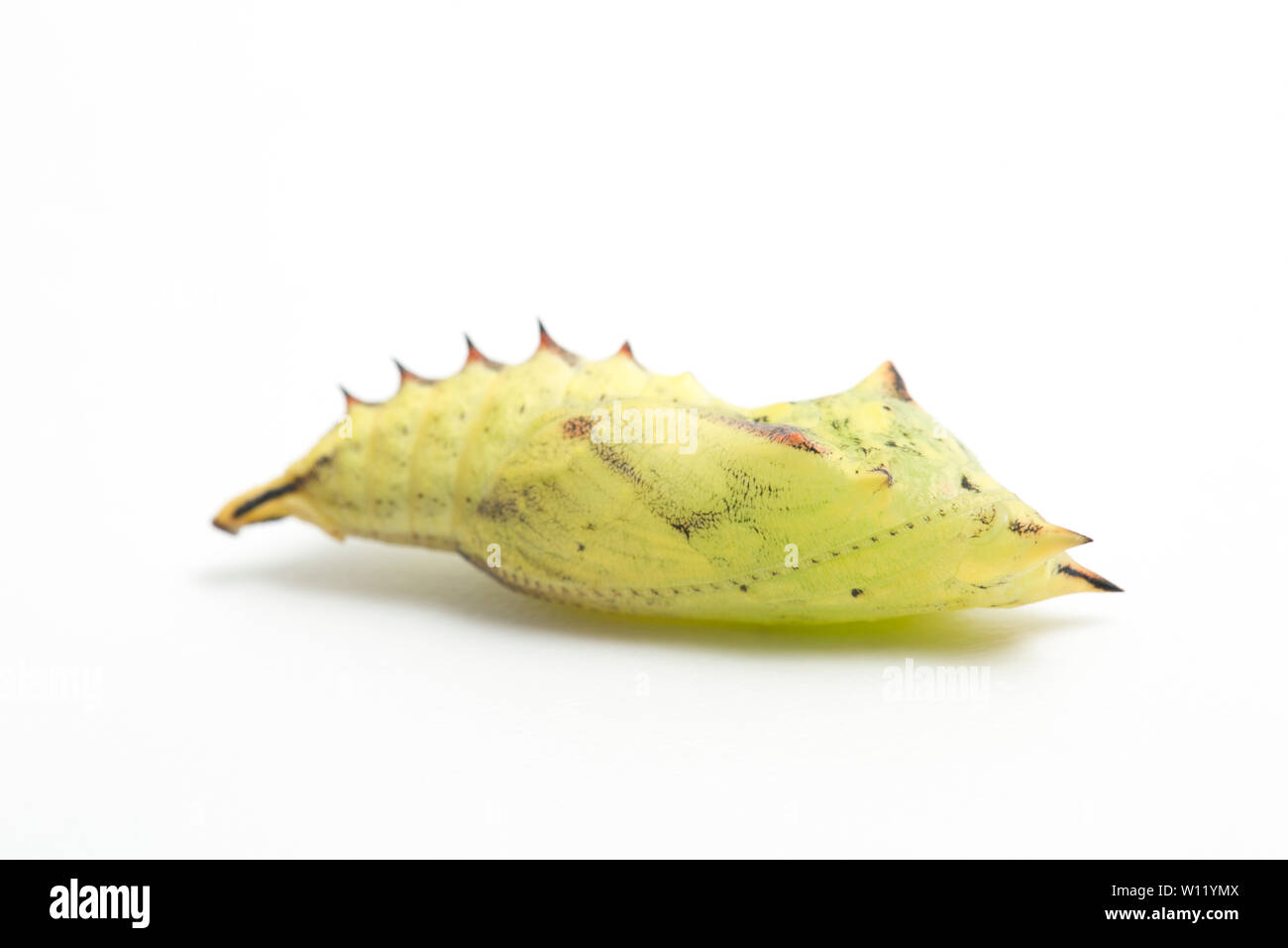 Un singolo crisalide o pupa, della farfalla pavone, Aglais io, fotografato su uno sfondo bianco. Initiially la crisalide è un verde giallognolo co Foto Stock