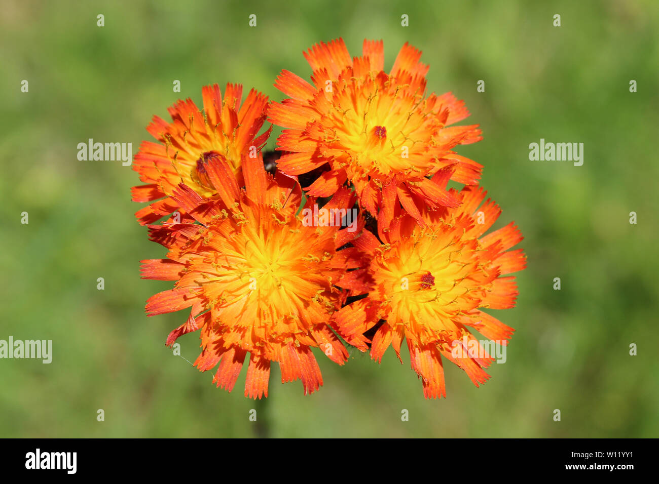 Orange Hawkweed Pilosella aurantiaca Foto Stock