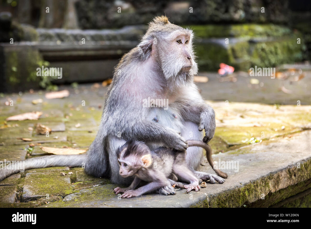 Adorabili e lunga coda Macaque sull isola di Bali in Indonesia Foto Stock