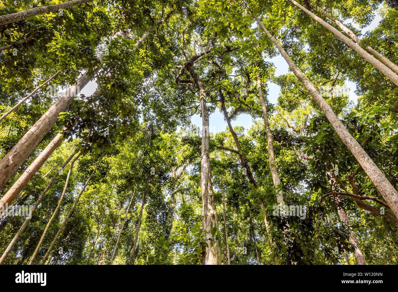 Alta verdi alberi della foresta Monky sull isola di Bali, Indonesia Foto Stock