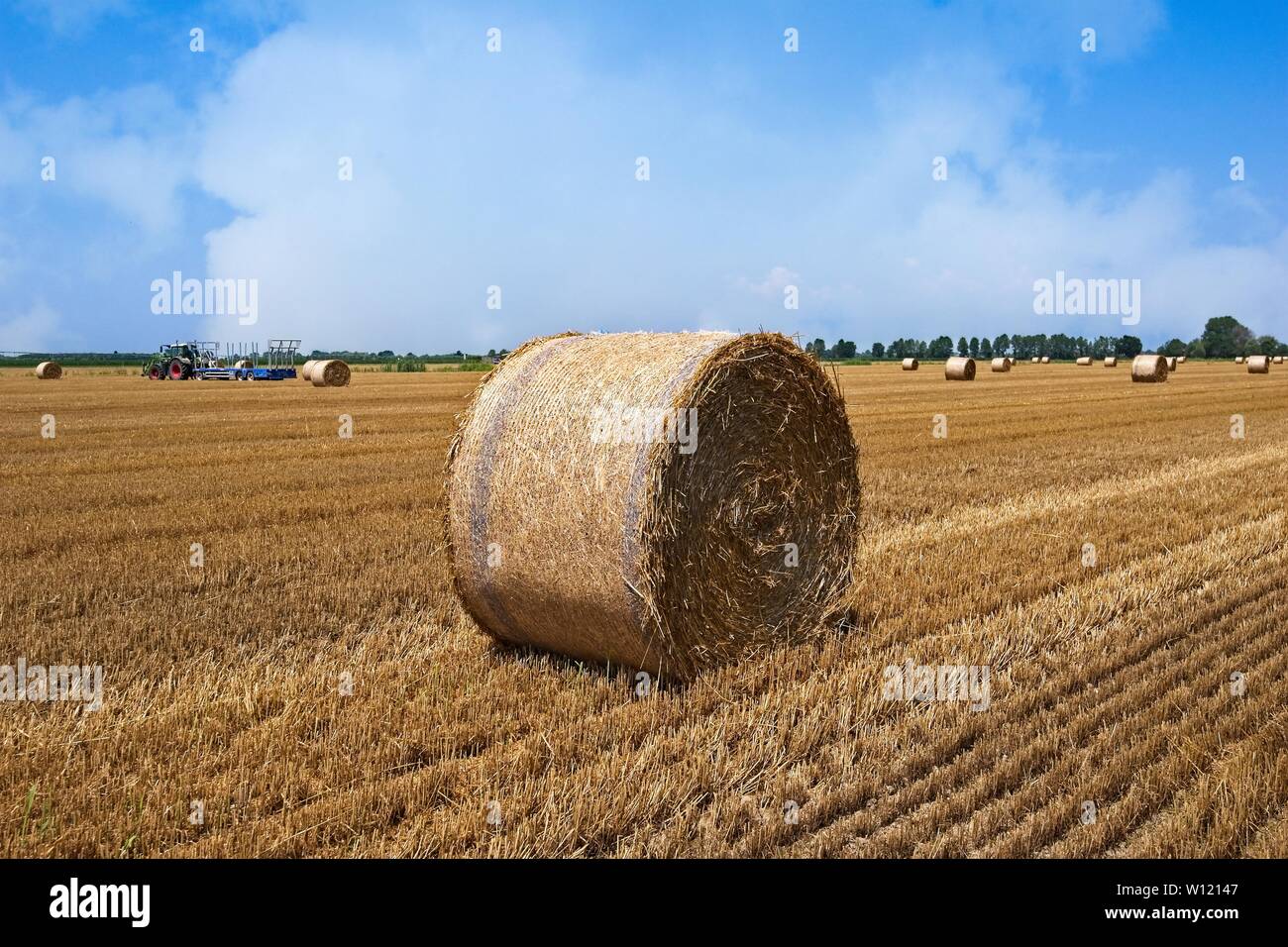 Campo di grano dopo il raccolto con le balle di paglia. Foto Stock