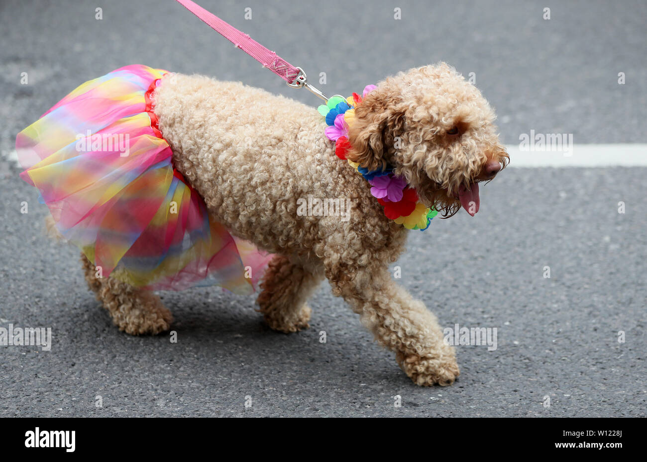 Un cane prende parte al Pride Parade in Dublino. Foto Stock