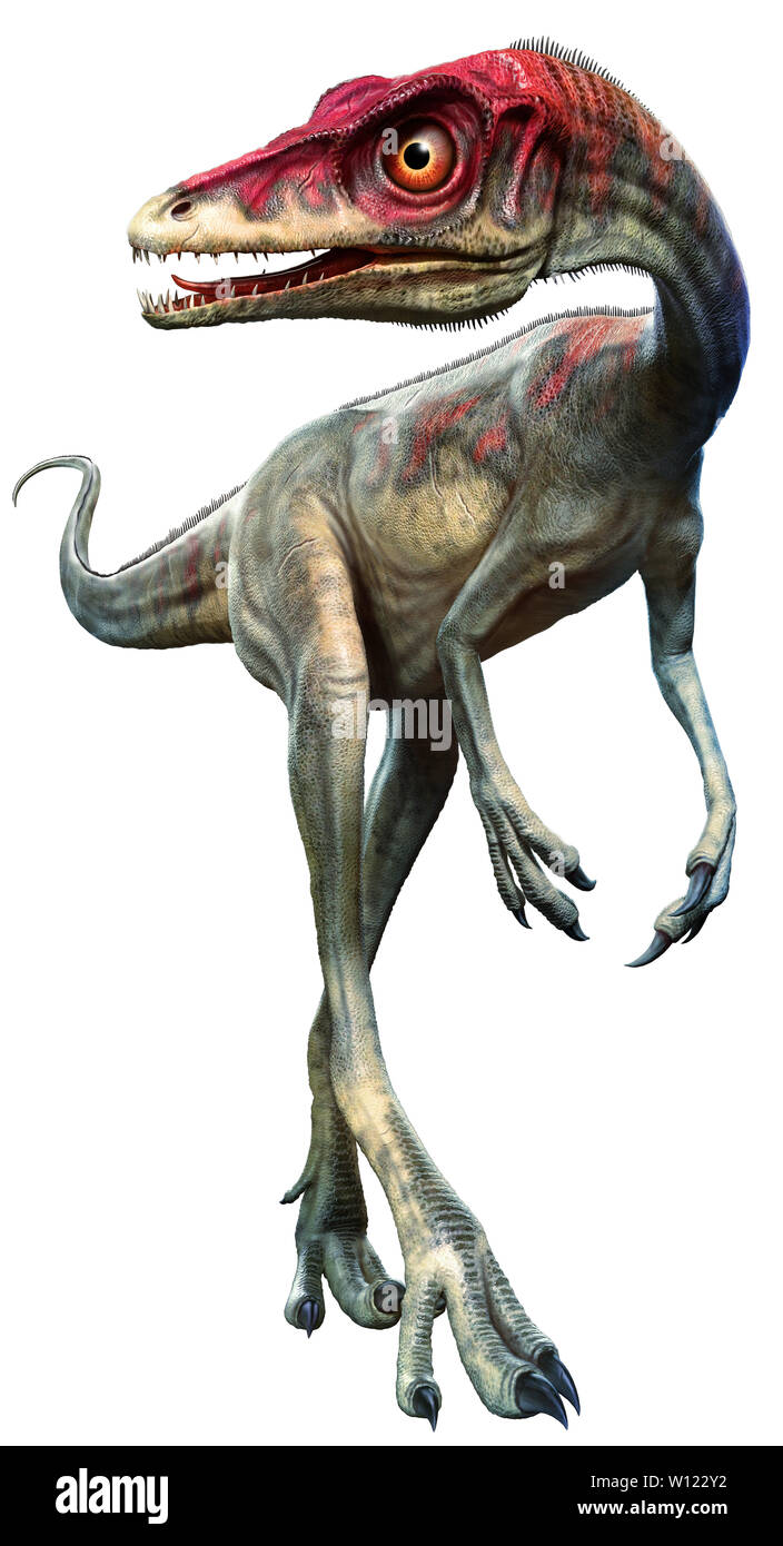 Compsagnathus dall'era giurassica 3D illustrazione Foto Stock