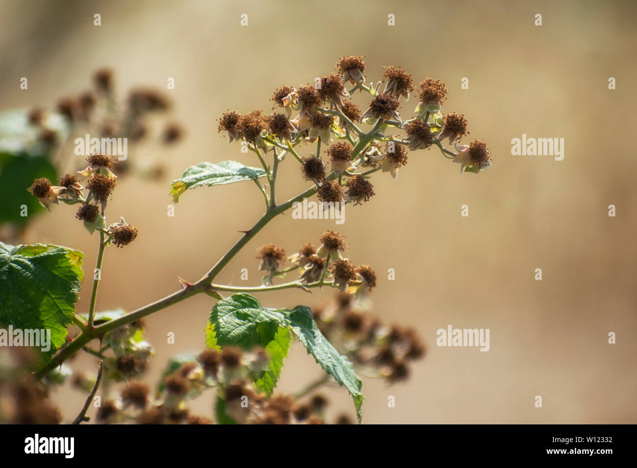 Il morire e la morte fiori di rovo prima di frutta si è formata Foto Stock