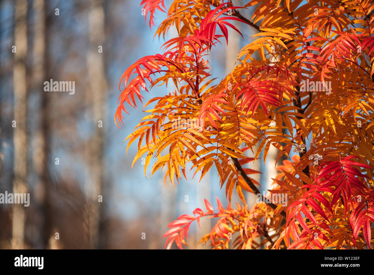 Rowan tree (Sorbus ulleungensis) le foglie in autunno i colori Foto Stock