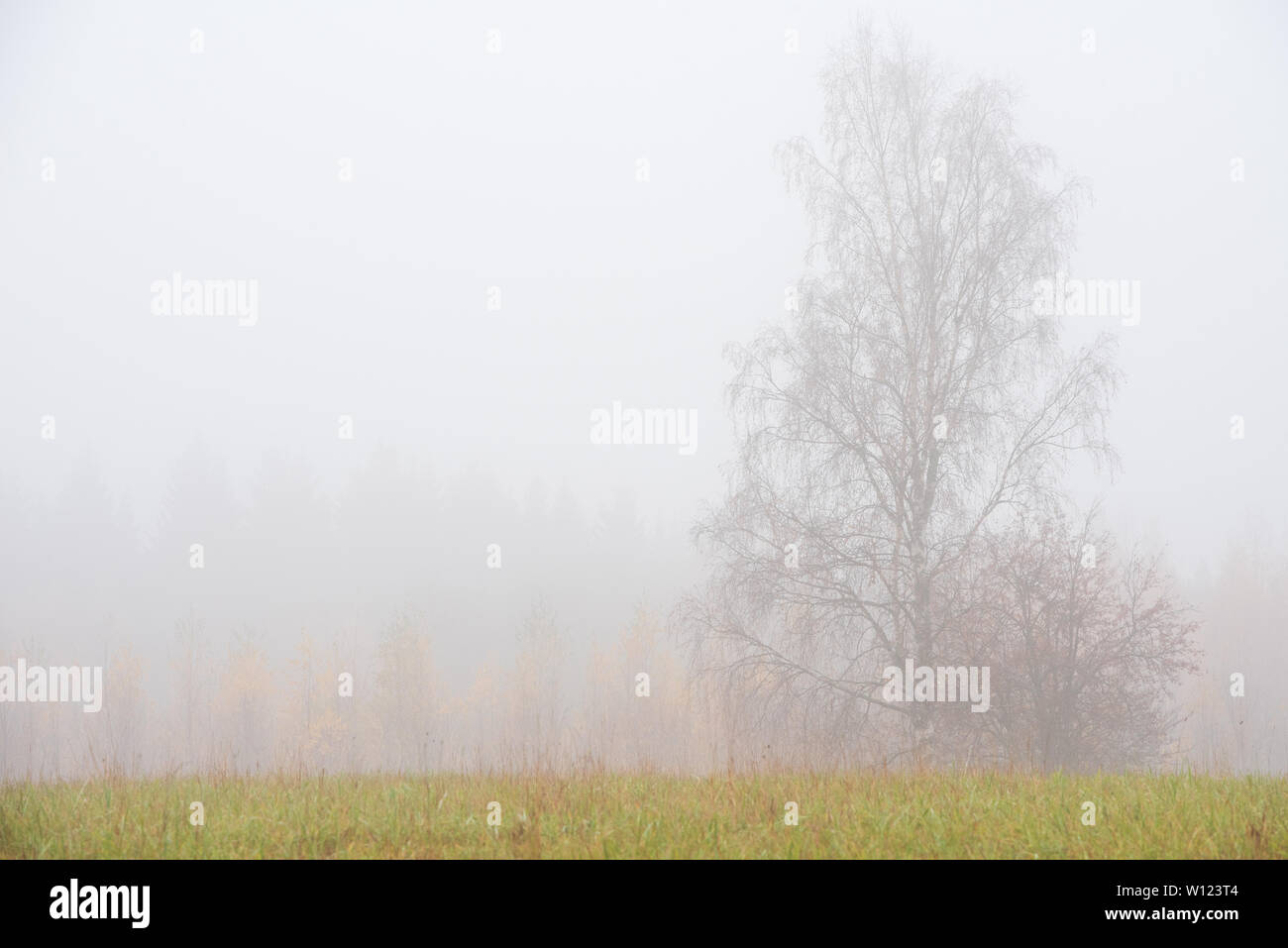 Foggy autumn landscape in Finlandia Foto Stock