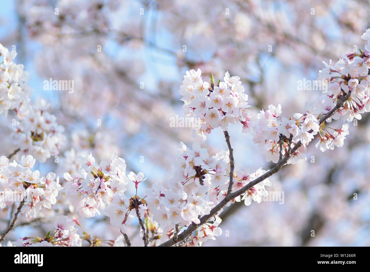 White Japan Cherry Blossoms in Sunshine Foto Stock