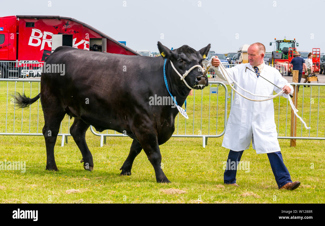 East Fortune, East Lothian, Scozia, Regno Unito. Il 29 giugno, 2019. Haddington Visualizza: Haddington Visualizza ha avuto luogo ogni anno dal 1804, detenute dal Regno East Lothian Società Agricola. Eventi tradizionali include pedigree bovini giudicare Foto Stock