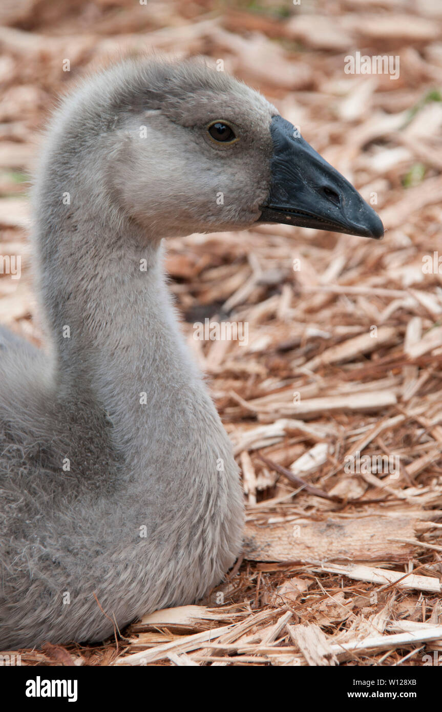 Gosling grigio con un becco nero Foto Stock