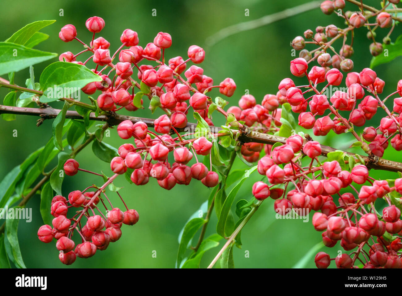 Coriaria nepalensis sapere come masuri berry, tanner è un albero o arbusto di Mansur Foto Stock