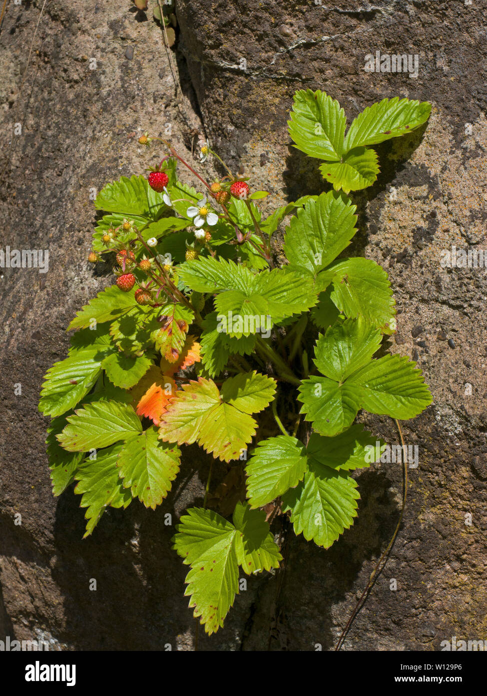 Fragole, Vegetali di Fragaria vesca, cresce anche su roccia, Worcestershire, Regno Unito. Foto Stock
