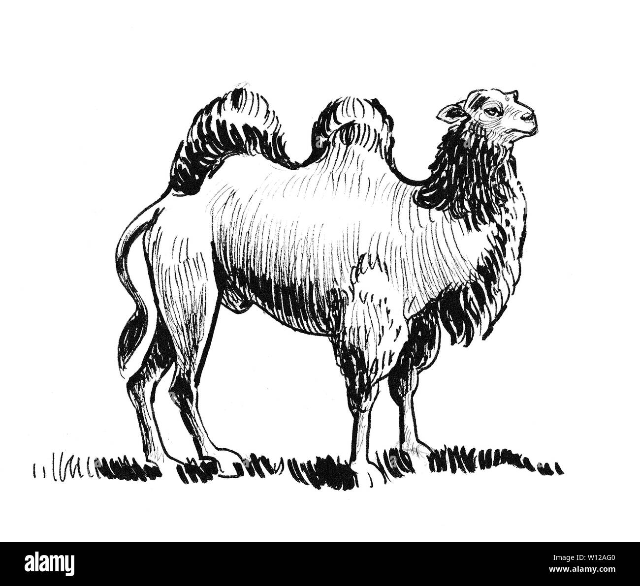 Il cammello permanente. L'inchiostro bianco e nero illustrazione Foto Stock