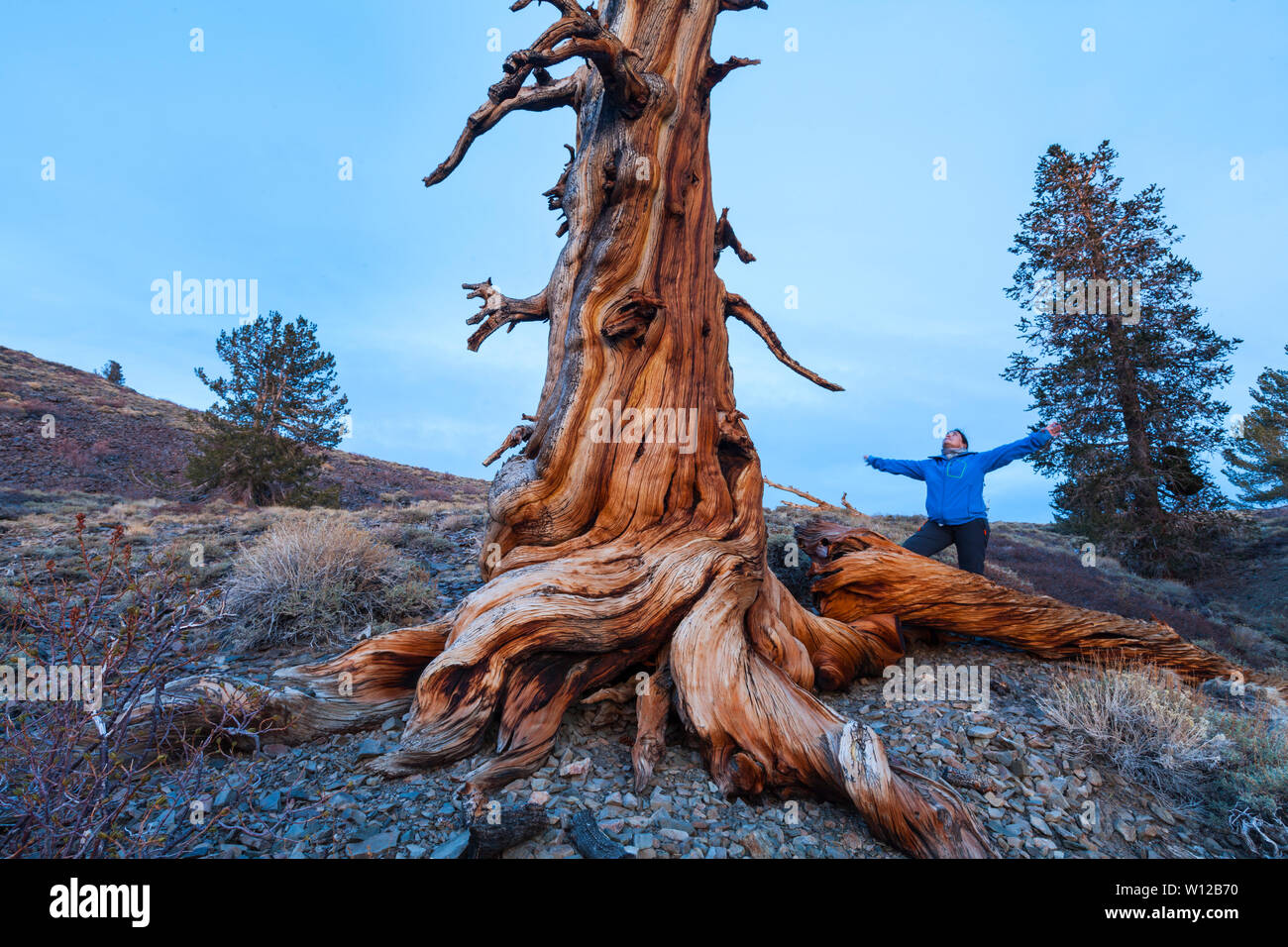 Bristlecone antica foresta di pini, Inyo National Forest, White Mountains, California, USA, America Foto Stock