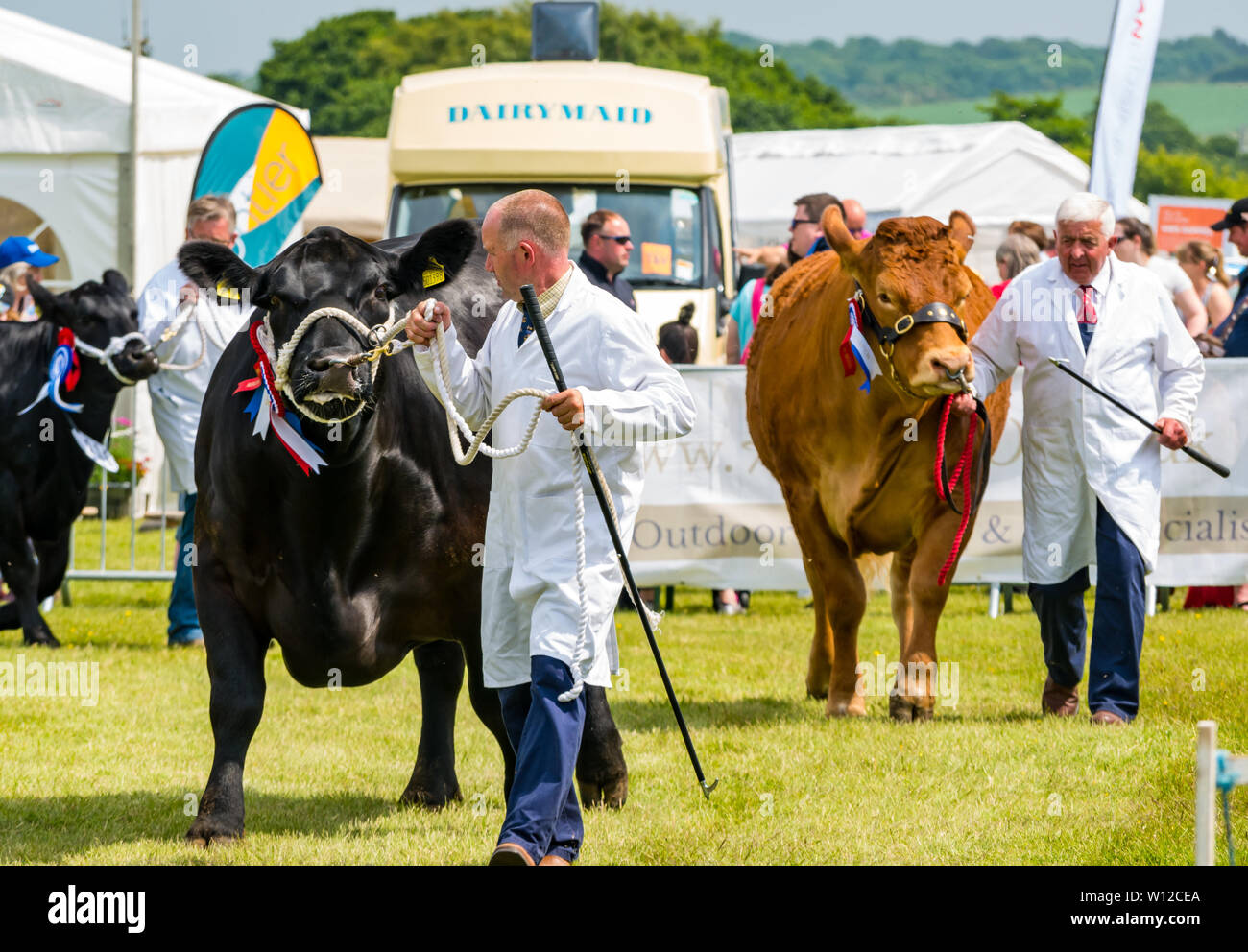 East Fortune, East Lothian, Scozia, Regno Unito, 29 giugno 2019. Haddington Visualizza: Haddington Visualizza ha avuto luogo ogni anno dal 1804, detenute dal Regno East Lothian Società Agricola. Eventi tradizionali includono pedigree bovini a giudicare. Un Aberdeen Angus di mucca e di una giovenca di Limousine Foto Stock