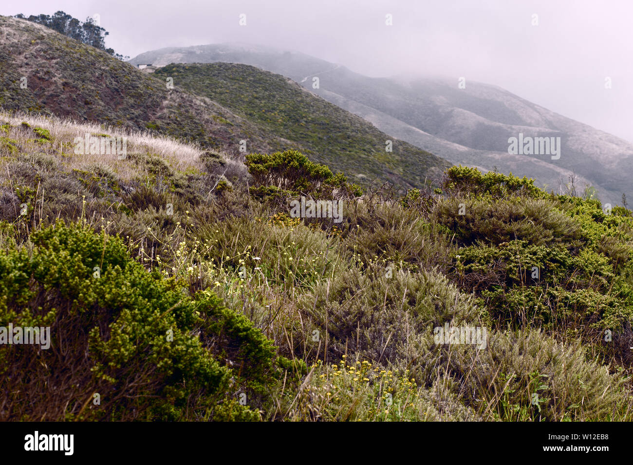 Nebbia in rotolamento sulle colline e valli a Marin Headlands, Northern California, San Francisco Bay Area Foto Stock