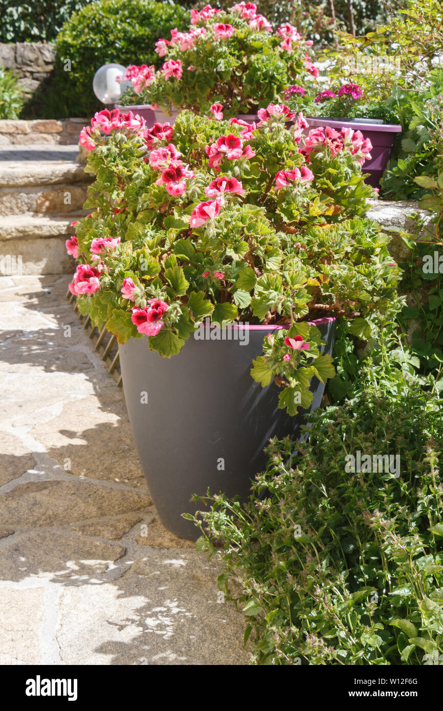 Piantatrice con gerani rosa fiori in un giardino durante la primavera Foto Stock