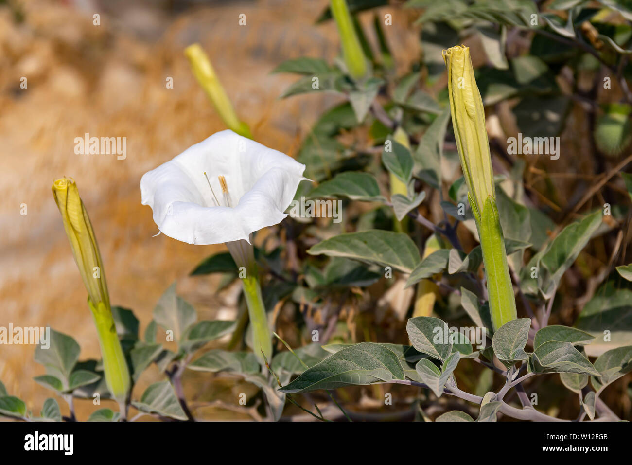 Datura, un velenoso bush con grandi fiori bianchi, fotografato in un giorno di estate vicino a Gerusalemme, Israele Foto Stock