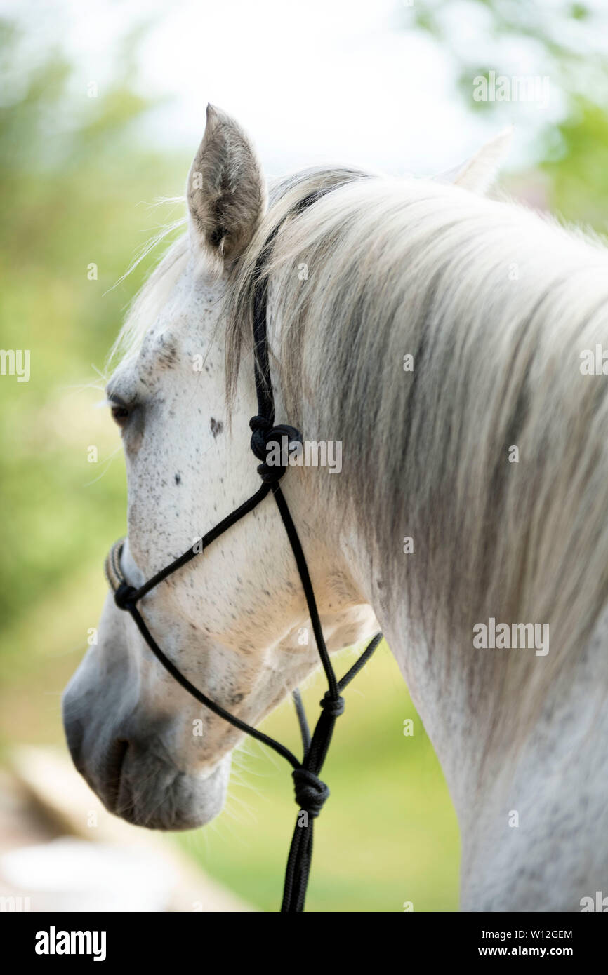 Cavallo con capezza ethological nella natura Foto Stock