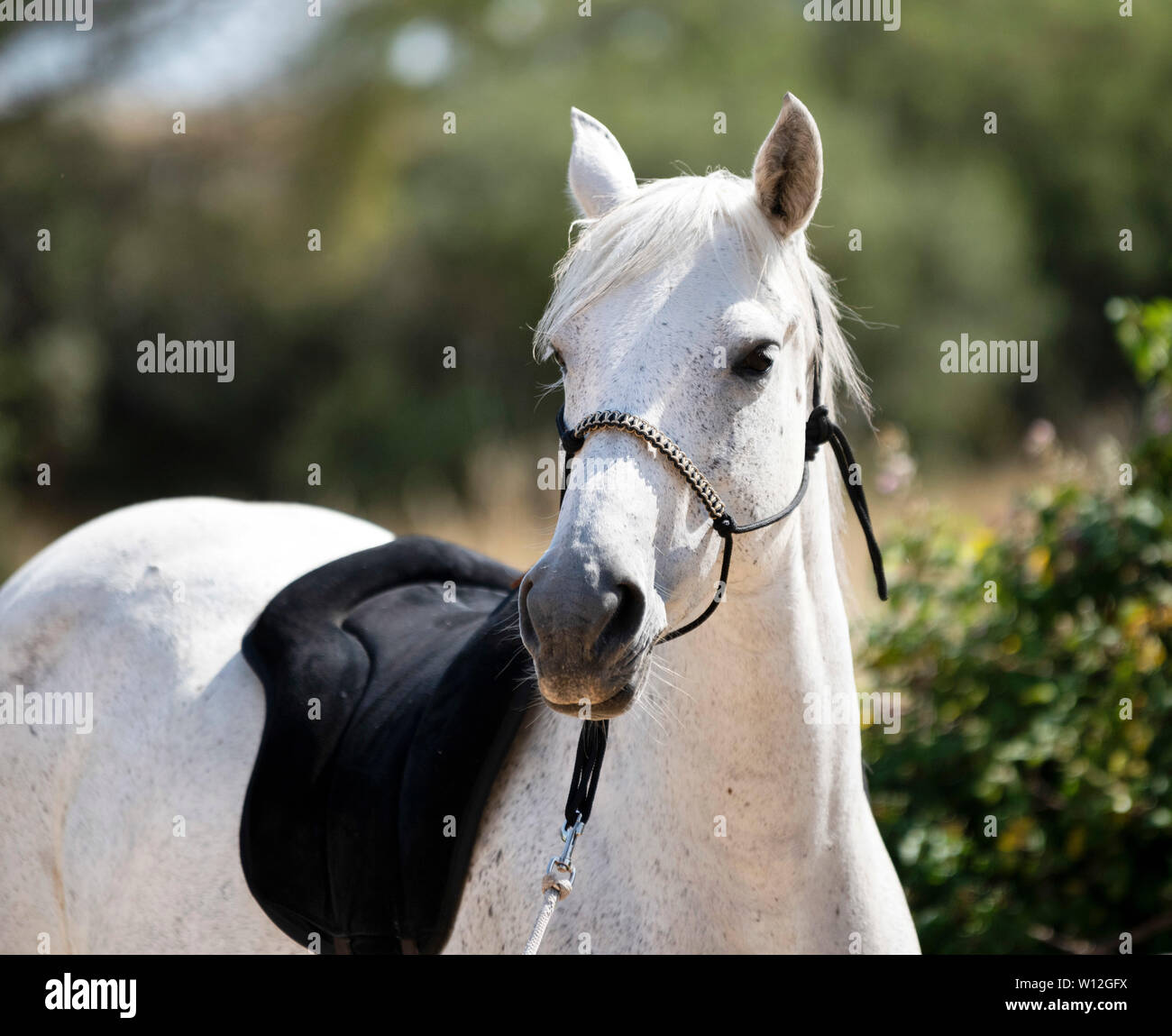 White Horse con capezza ethological nella natura Foto Stock