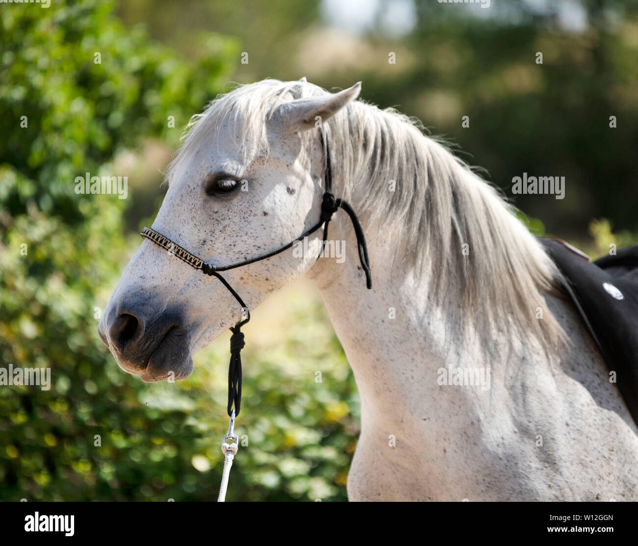 Con il cavallo con un ethological Capezza in natura Foto Stock