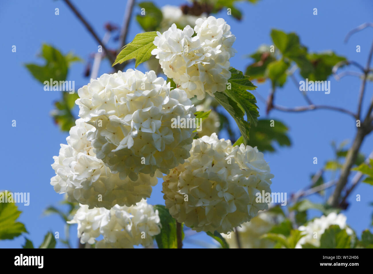 Fiori bianchi di viburno rose tree in un giardino durante la primavera Foto Stock